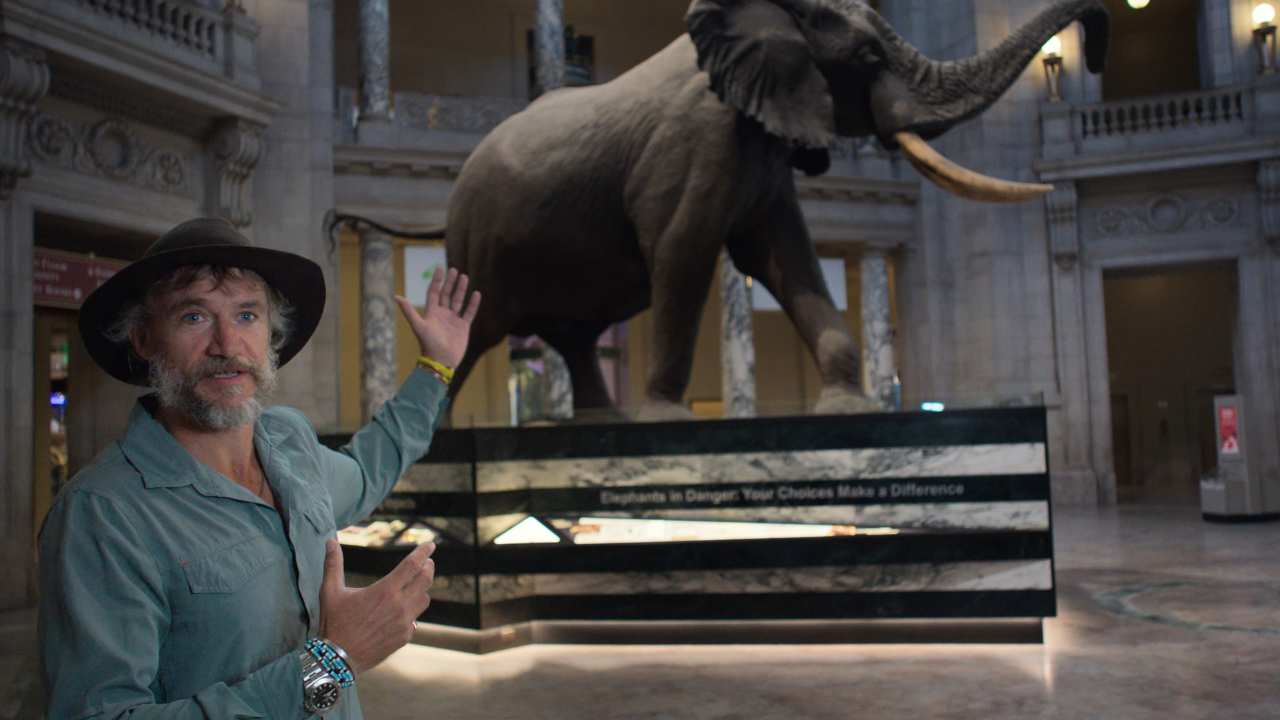 man with hat pointing to an elephant in a museum